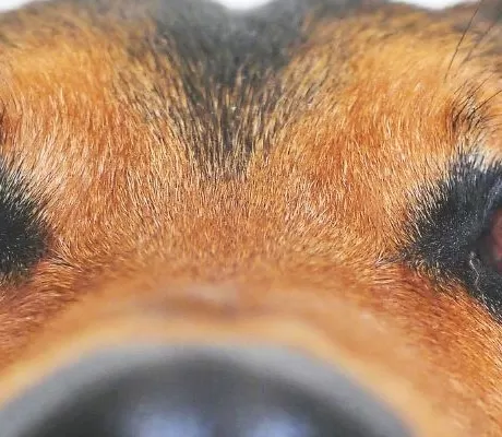 Children's Books for Dog Lovers